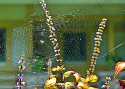 The webs empty after the first frost