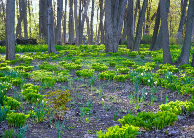 Naturalized daffodils, spring