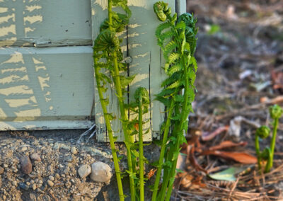Ferns sprouting, early spring