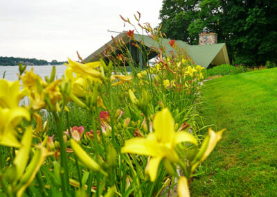 Daylilies thrive lakeside